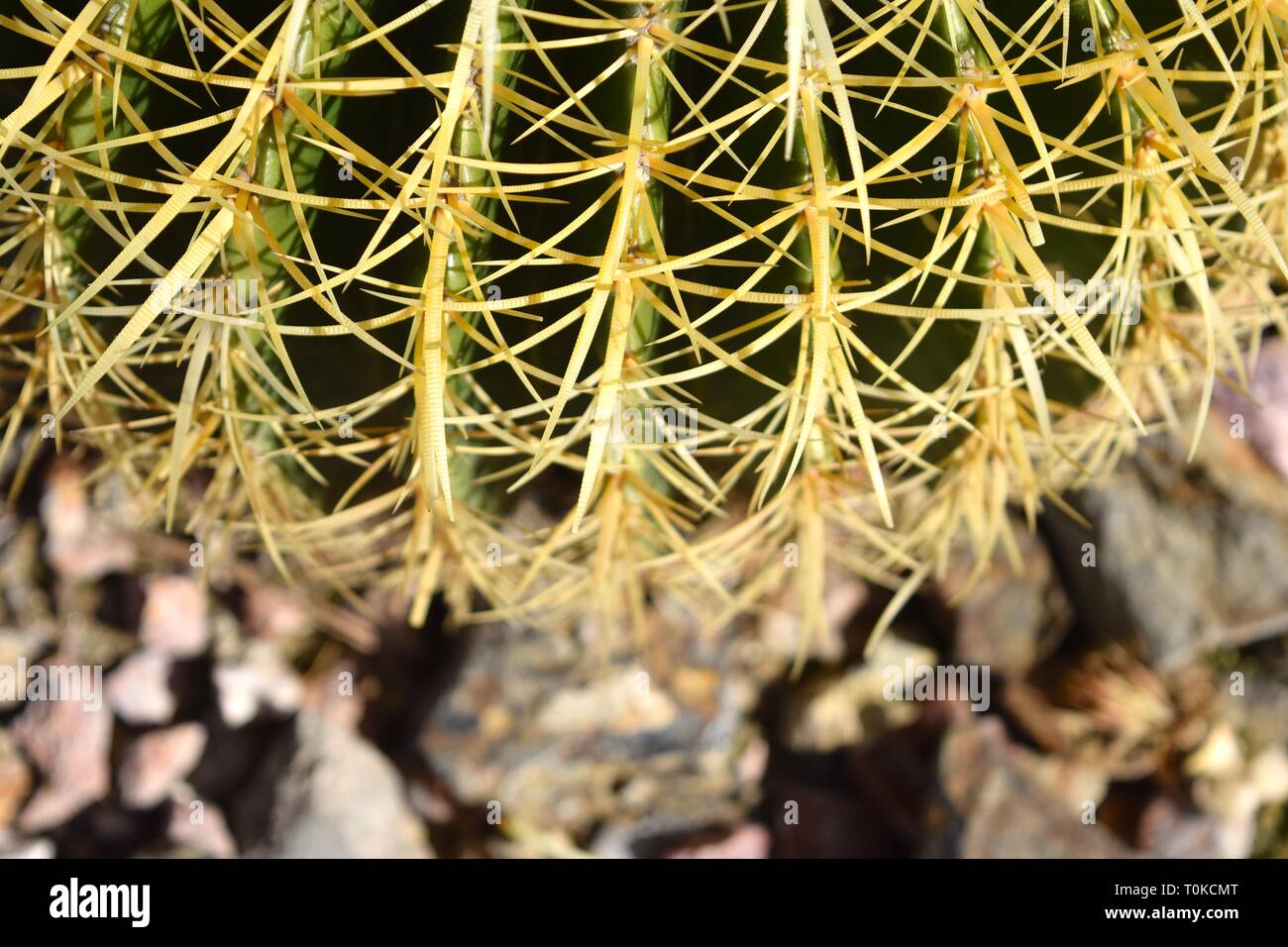 Spiked Cactus Plant Closeup Stock Photo - Alamy