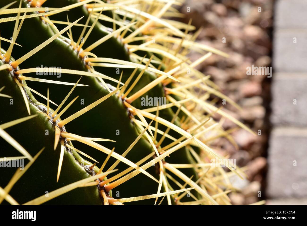 Spiked cactus hi-res stock photography and images - Alamy