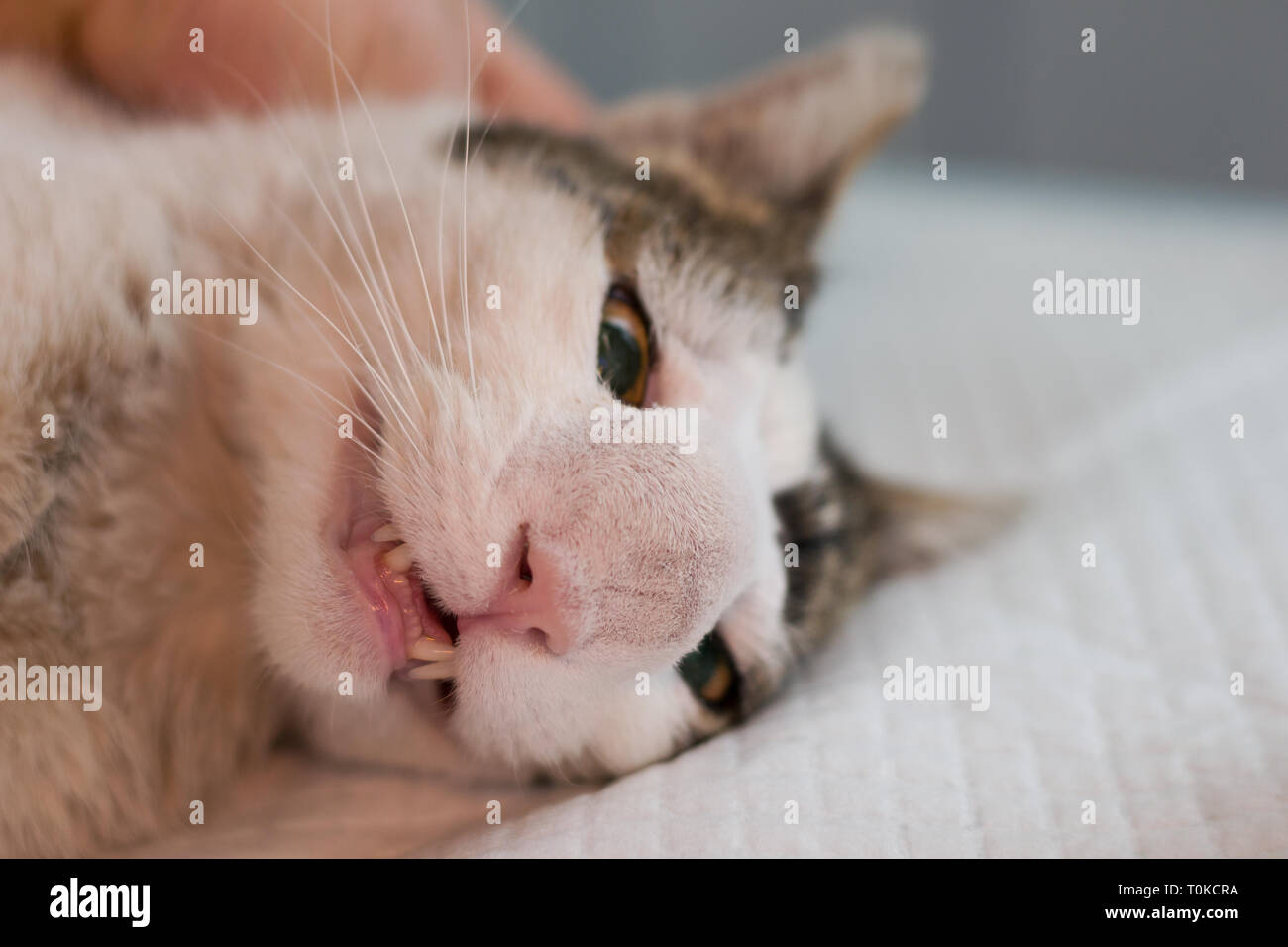 Cat with nasal tumor prepared for surgery Stock Photo Alamy