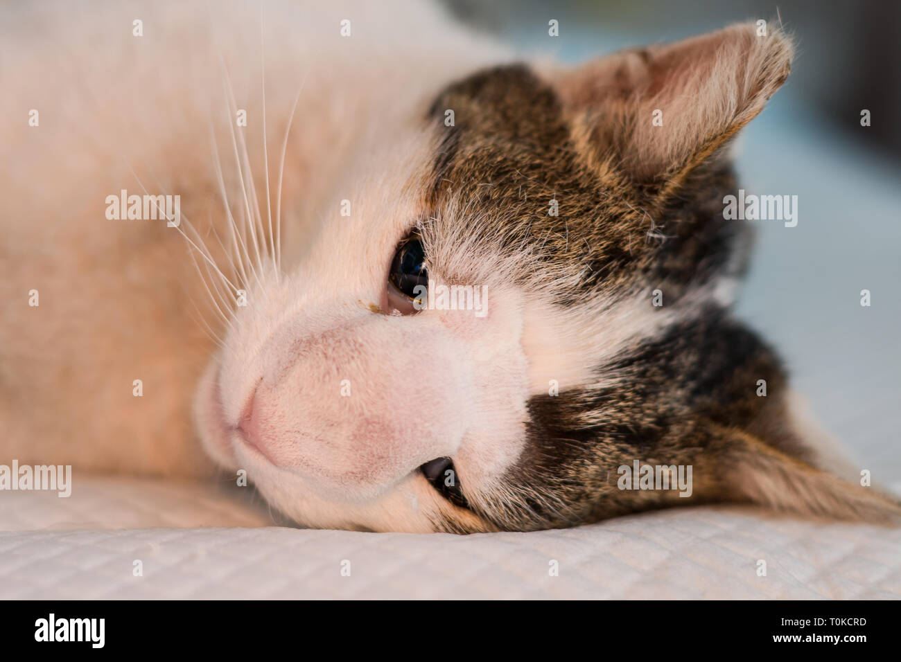 Cat with nasal tumor prepared for surgery Stock Photo Alamy