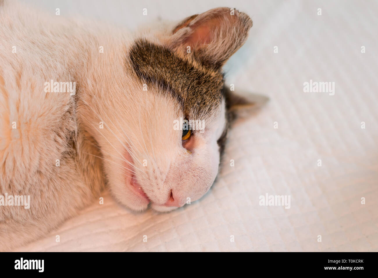 Cat with nasal tumor prepared for surgery Stock Photo - Alamy