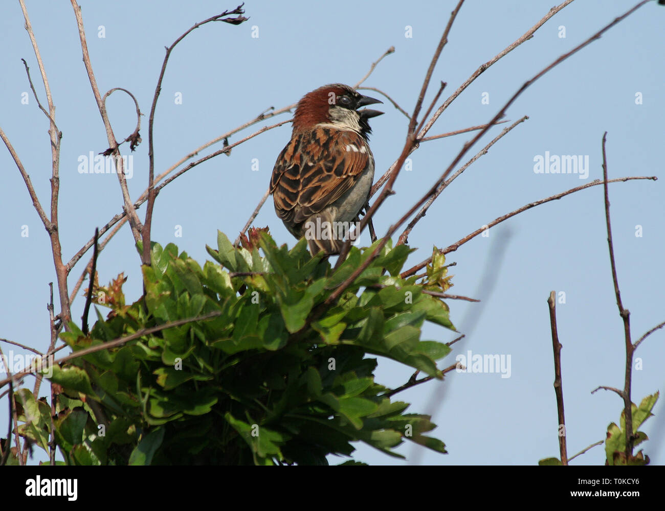 Male House Sparrow singing Stock Photo - Alamy