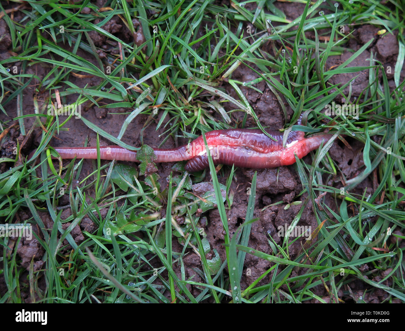 Hermaphrodites hires stock photography and images Alamy