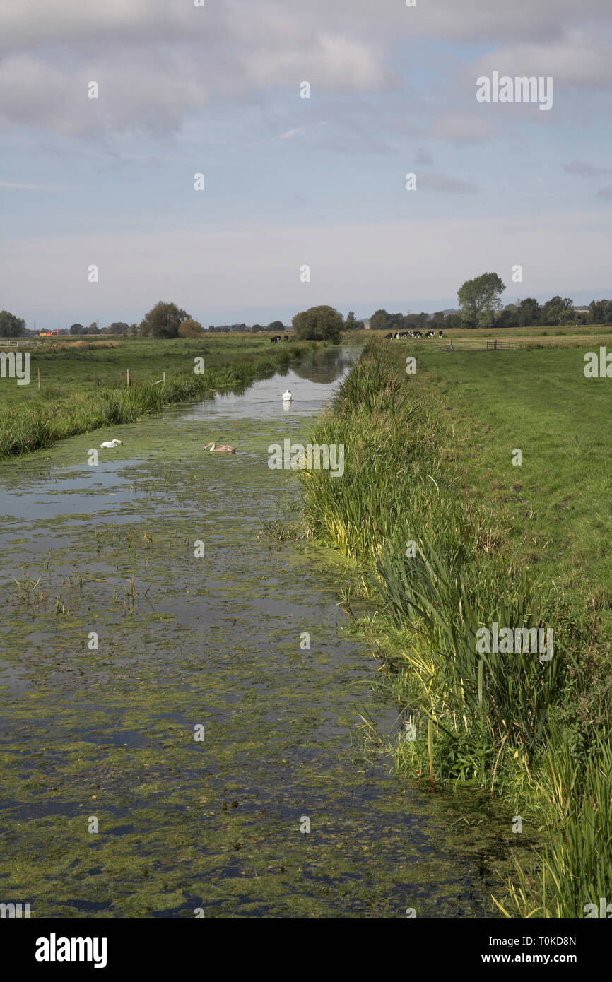 Somerset Levels Somerset England Stock Photo Alamy