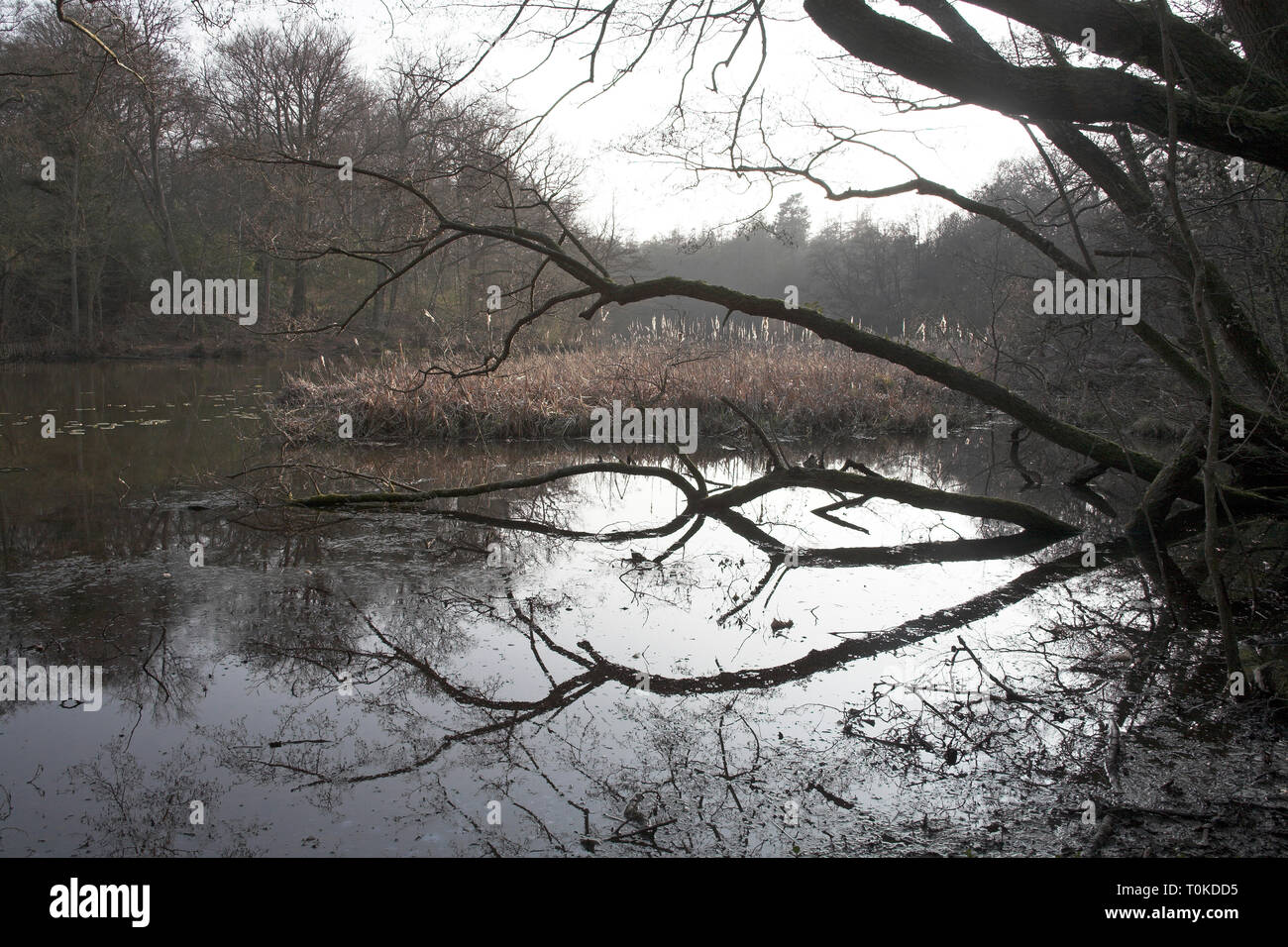 Pond on Ebernoe Common Sussex Wildlife Trust Nature Reserve England Stock Photo Alamy