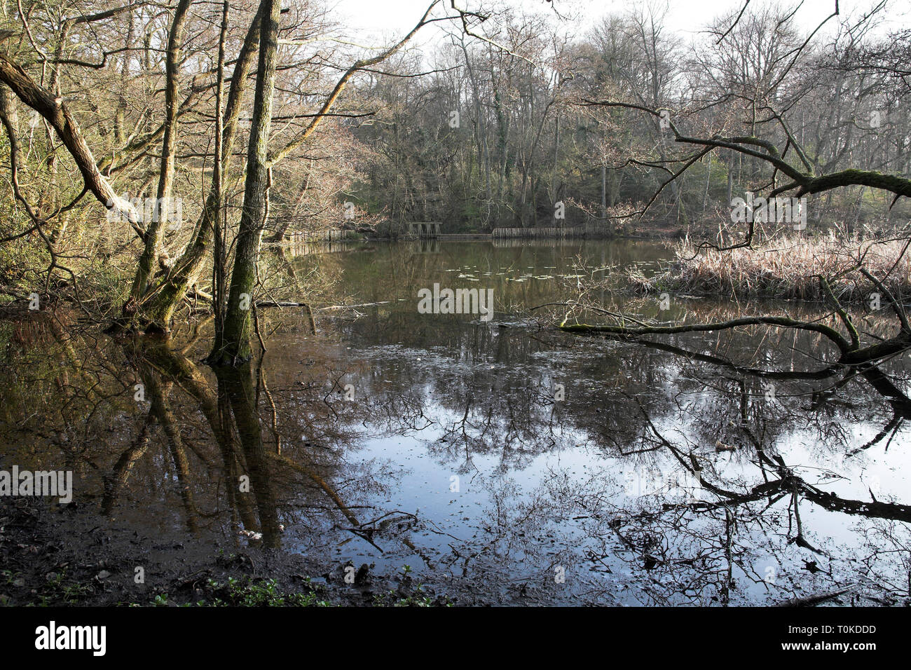 Pond on Ebernoe Common Sussex Wildlife Trust Nature Reserve England Stock Photo Alamy