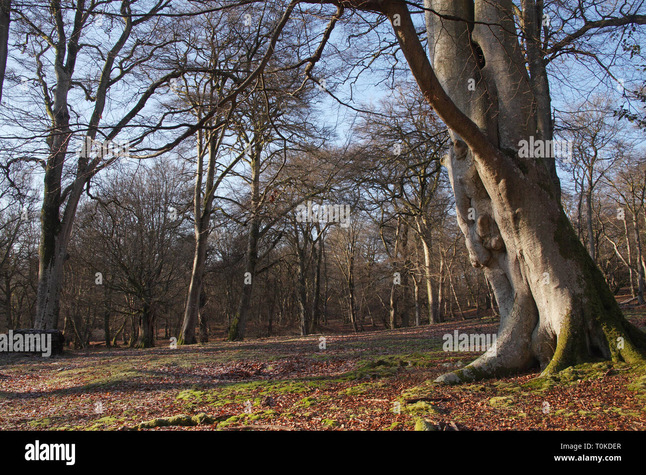 Ancient ash tree uk hi-res stock photography and images - Alamy