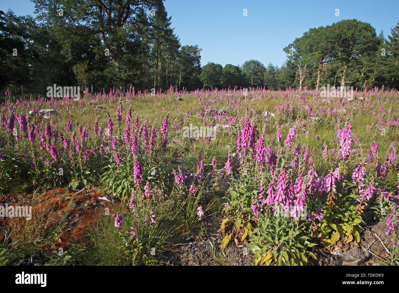 Foxglove Digitalis purpurea Holly Hatch Inclosure New Forest National Park England UK Stock Photo