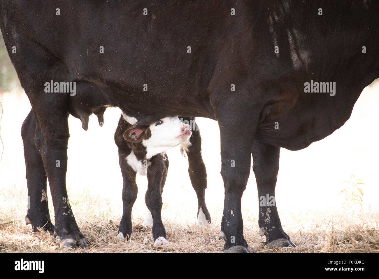 Momma Cow with newborn calf Stock Photo