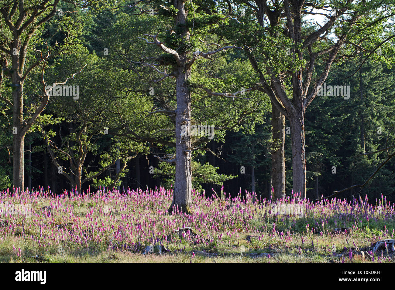 Foxglove Digitalis purpurea Holly Hatch Inclosure New Forest National Park England UK Stock Photo