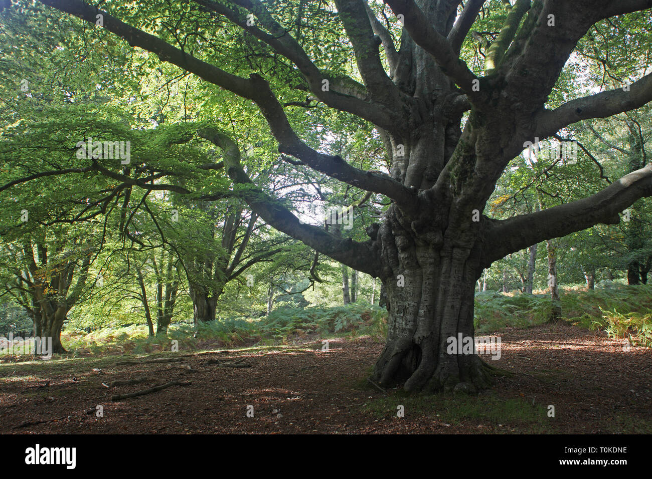 Ancient pollarded Beech Fagus sylvatica tree Vinney Ridge New Forest National Park Hampshire England Stock Photo