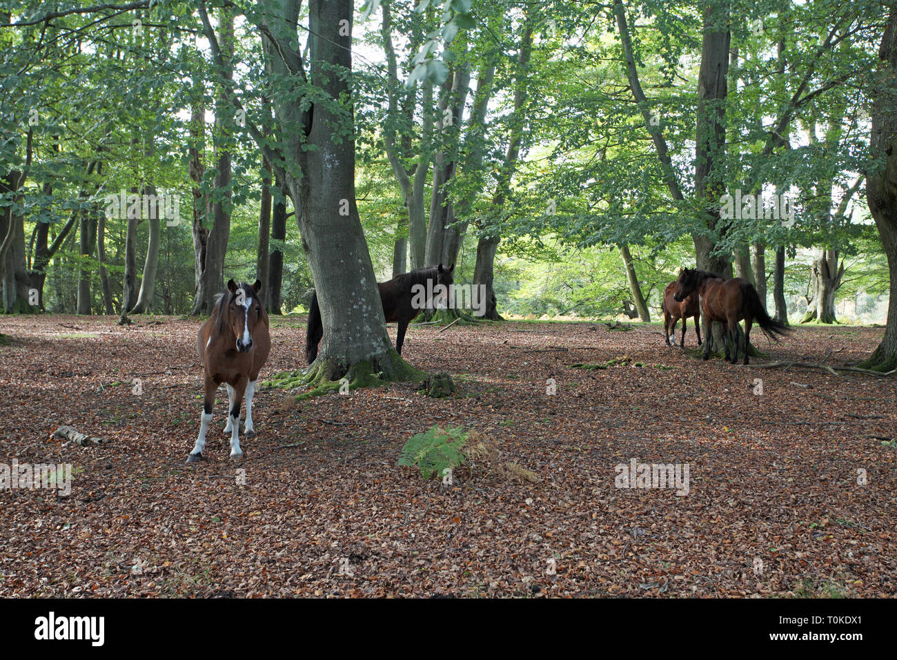 Ponies in beech woodland Fagus sylvatica near Burley Old House and Sir Dudleys Ride New Forest National Park Hampshire England UK Stock Photo