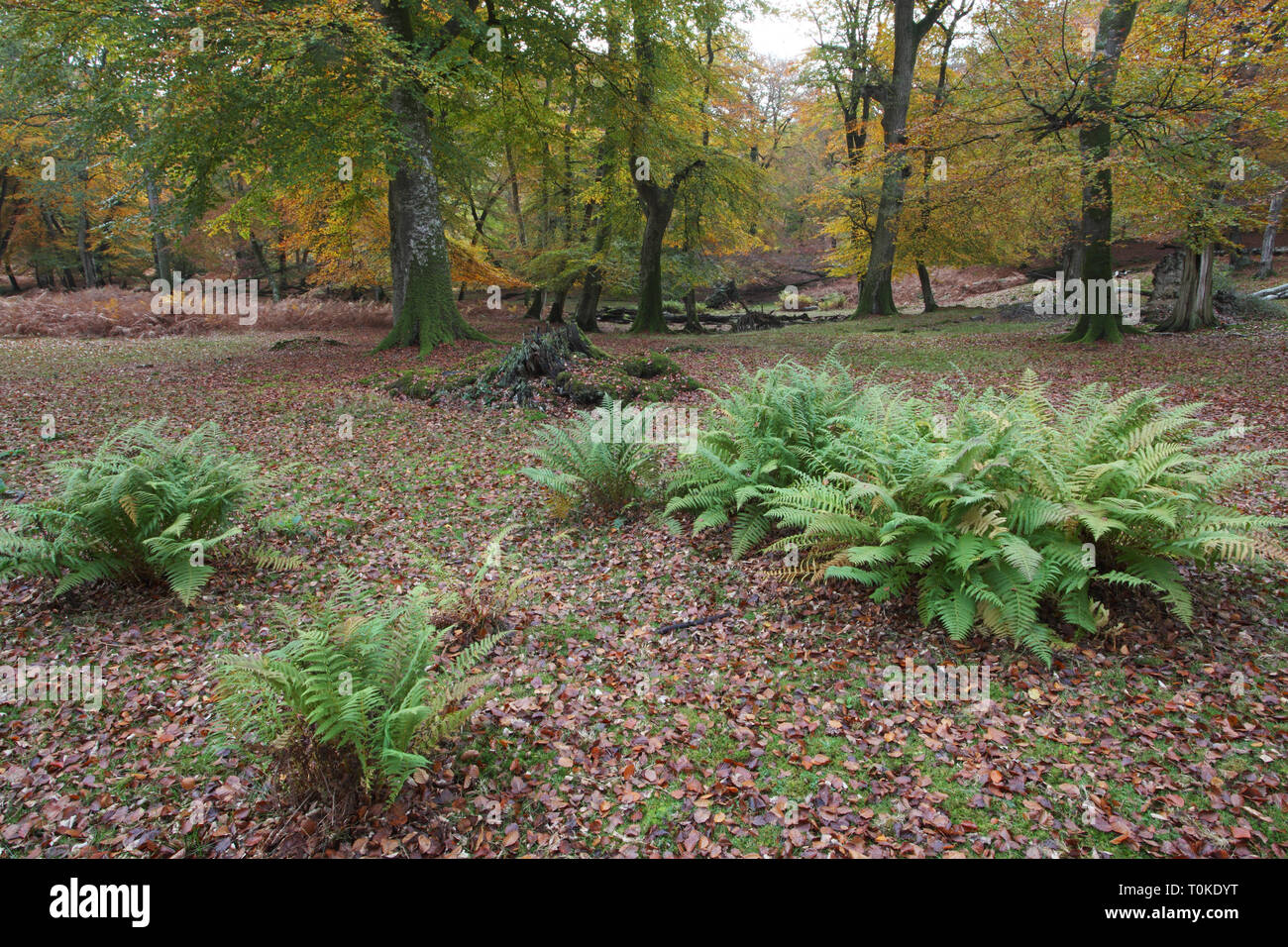 Lady fern Athyrium filix femina Mark Ash Wood New Forest National Park Hampshire England UK Stock Photo