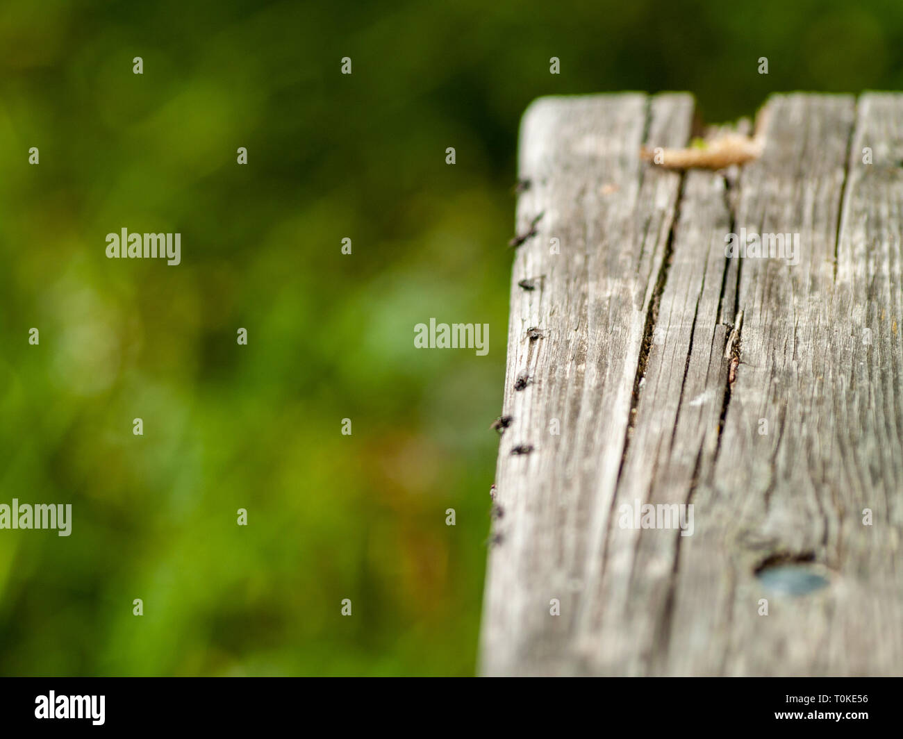 Flies perched on an old wooden board Stock Photo