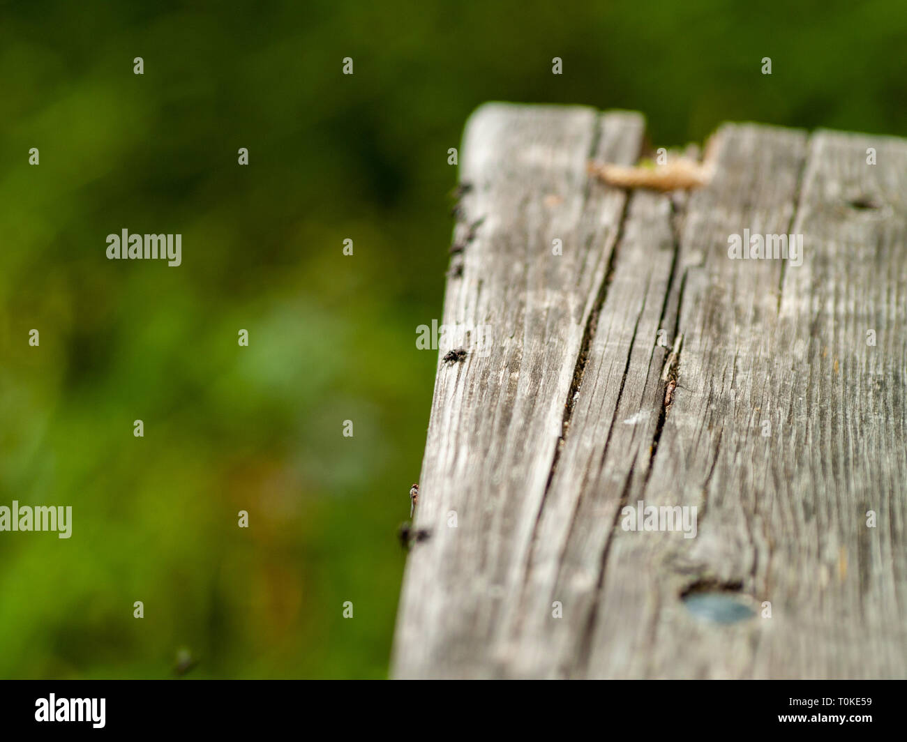Flies perched on an old wooden board Stock Photo