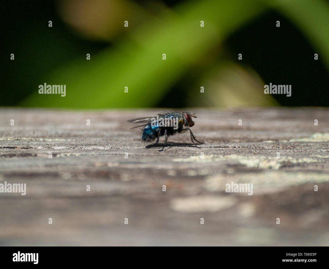 A fly perched on an old wooden board Stock Photo