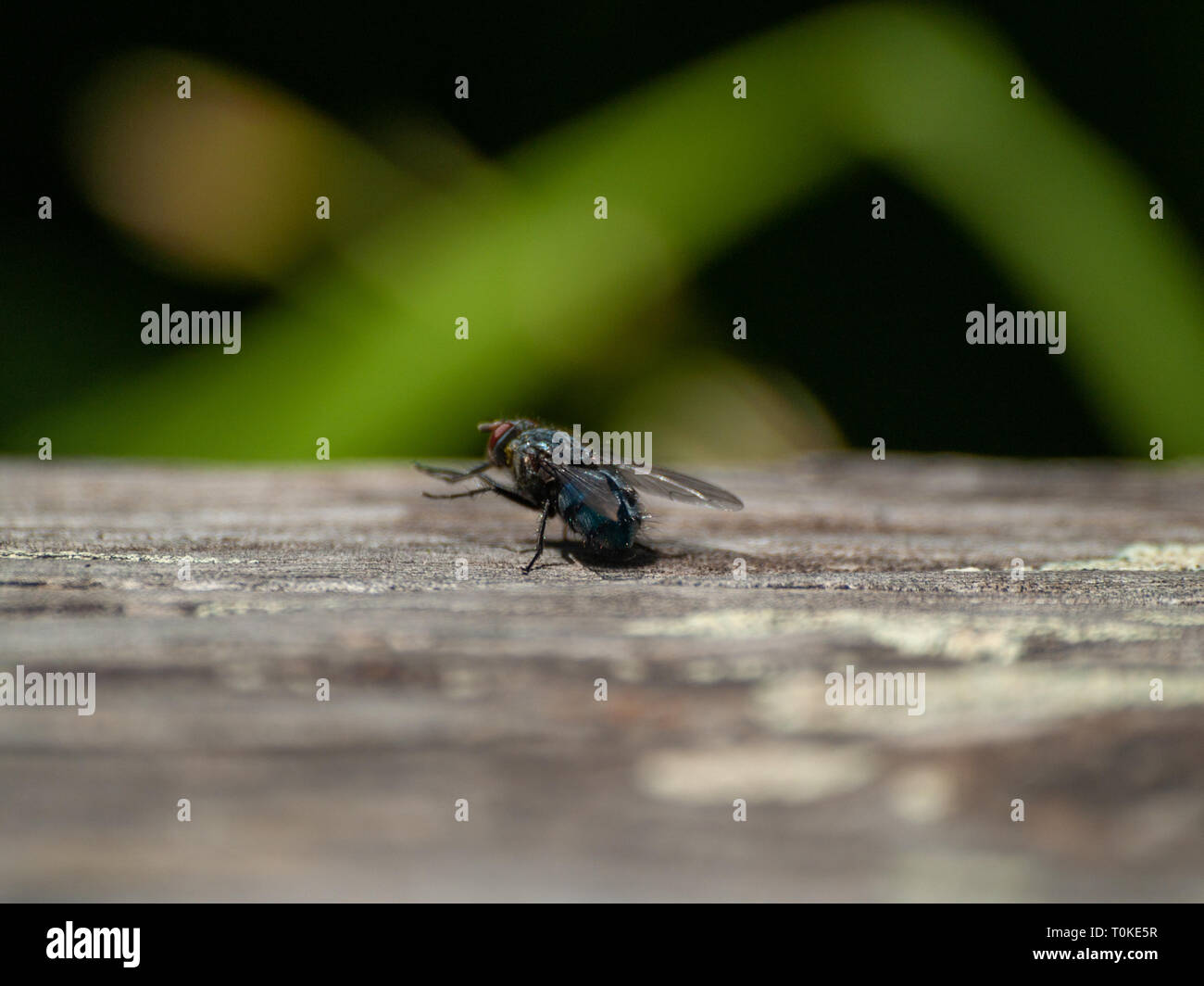 A fly perched on an old wooden board Stock Photo