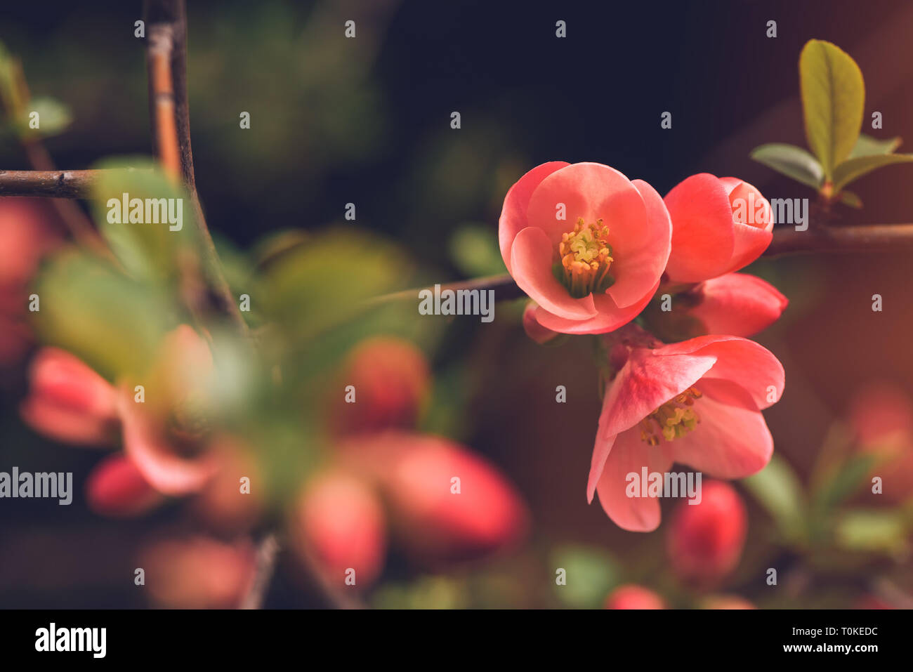 Wild rose bush hi-res stock photography and images - Alamy