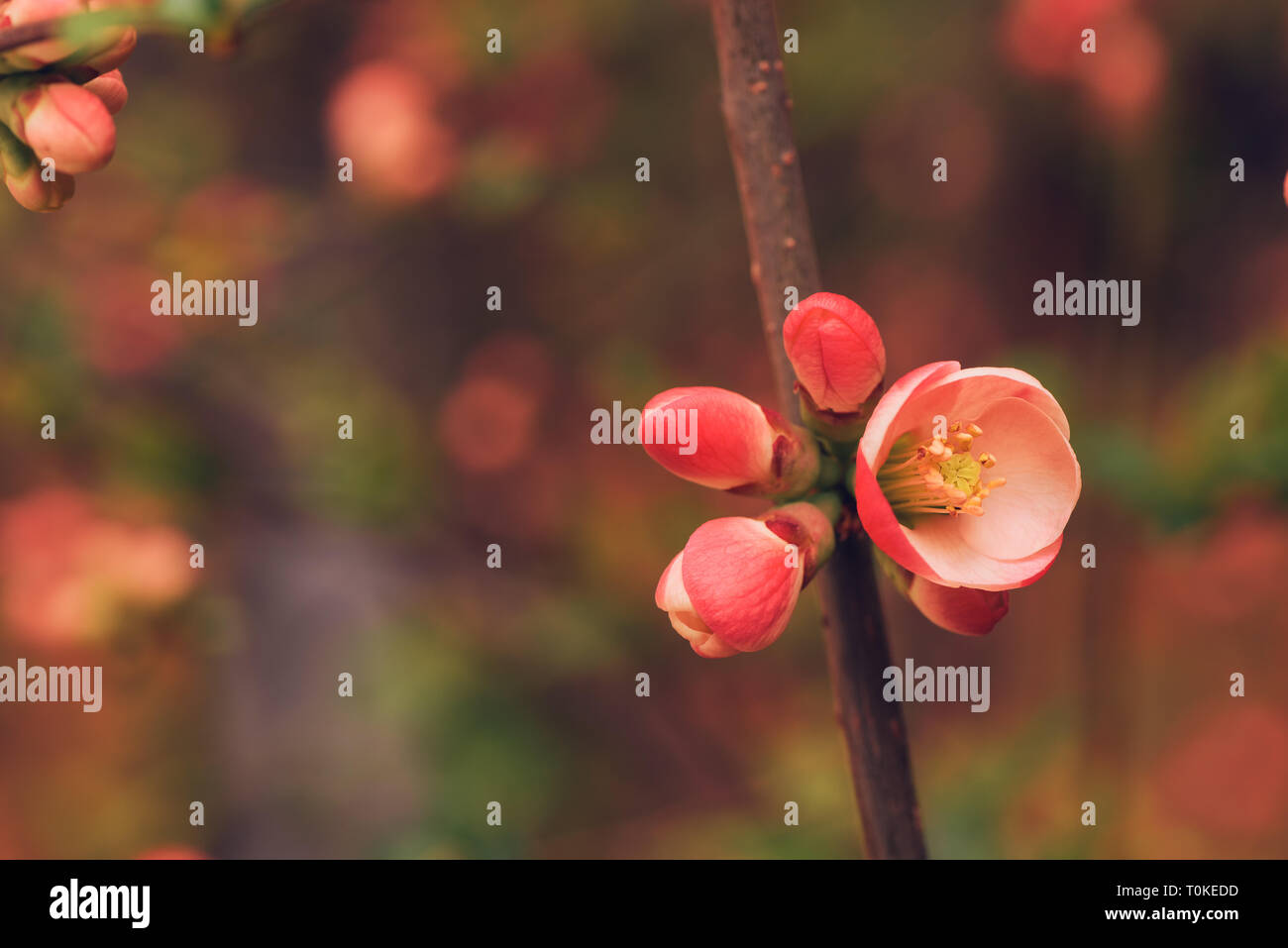 Wild rose bush hi-res stock photography and images - Alamy