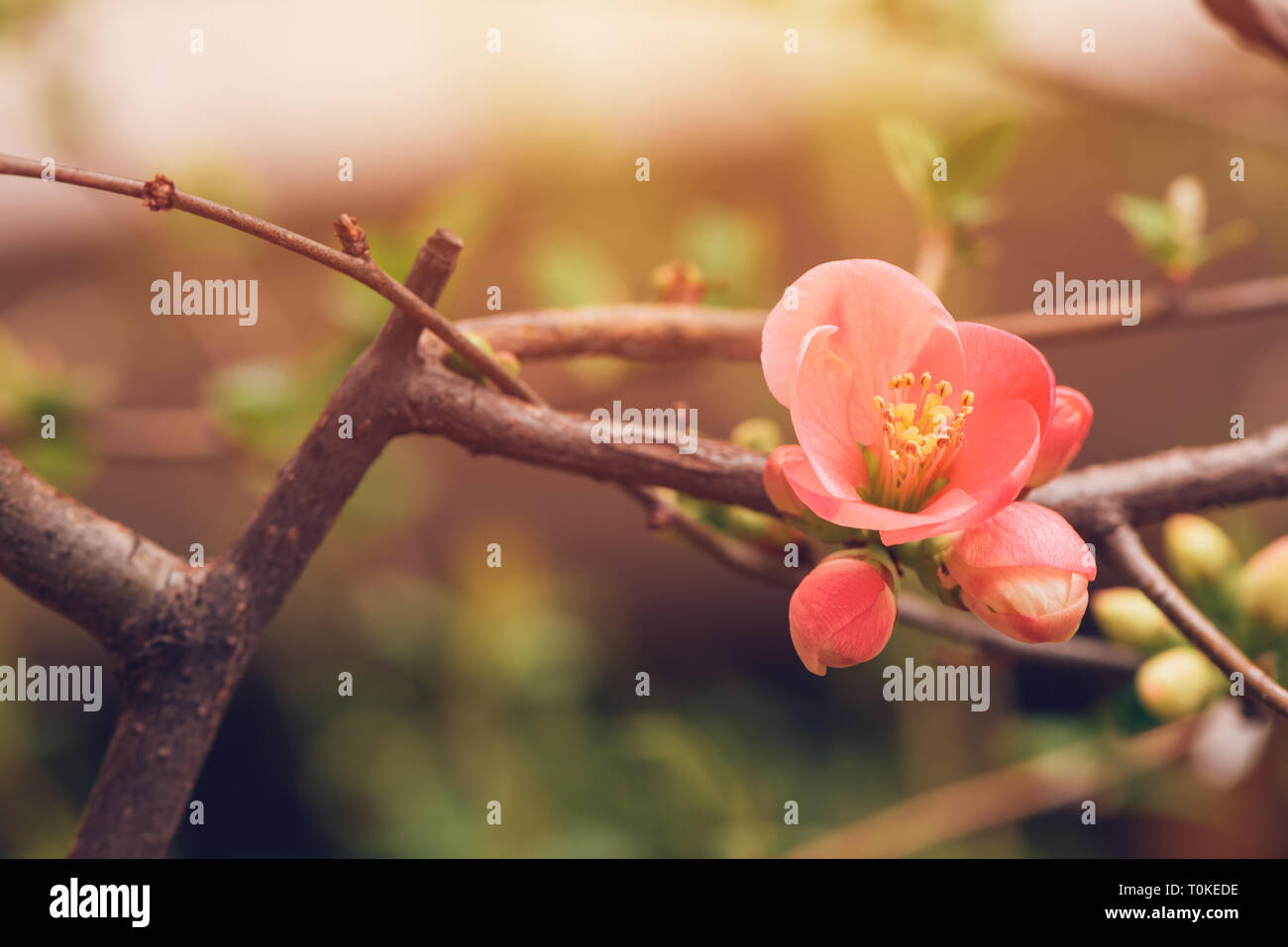 Wild rose bush hi-res stock photography and images - Alamy