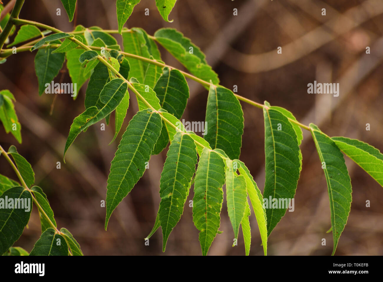Neem tree hires stock photography and images Alamy