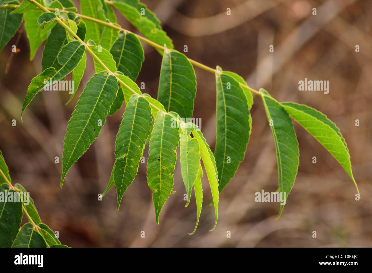 Beautiful Green Neem Tree Leaves Stock Photo Alamy