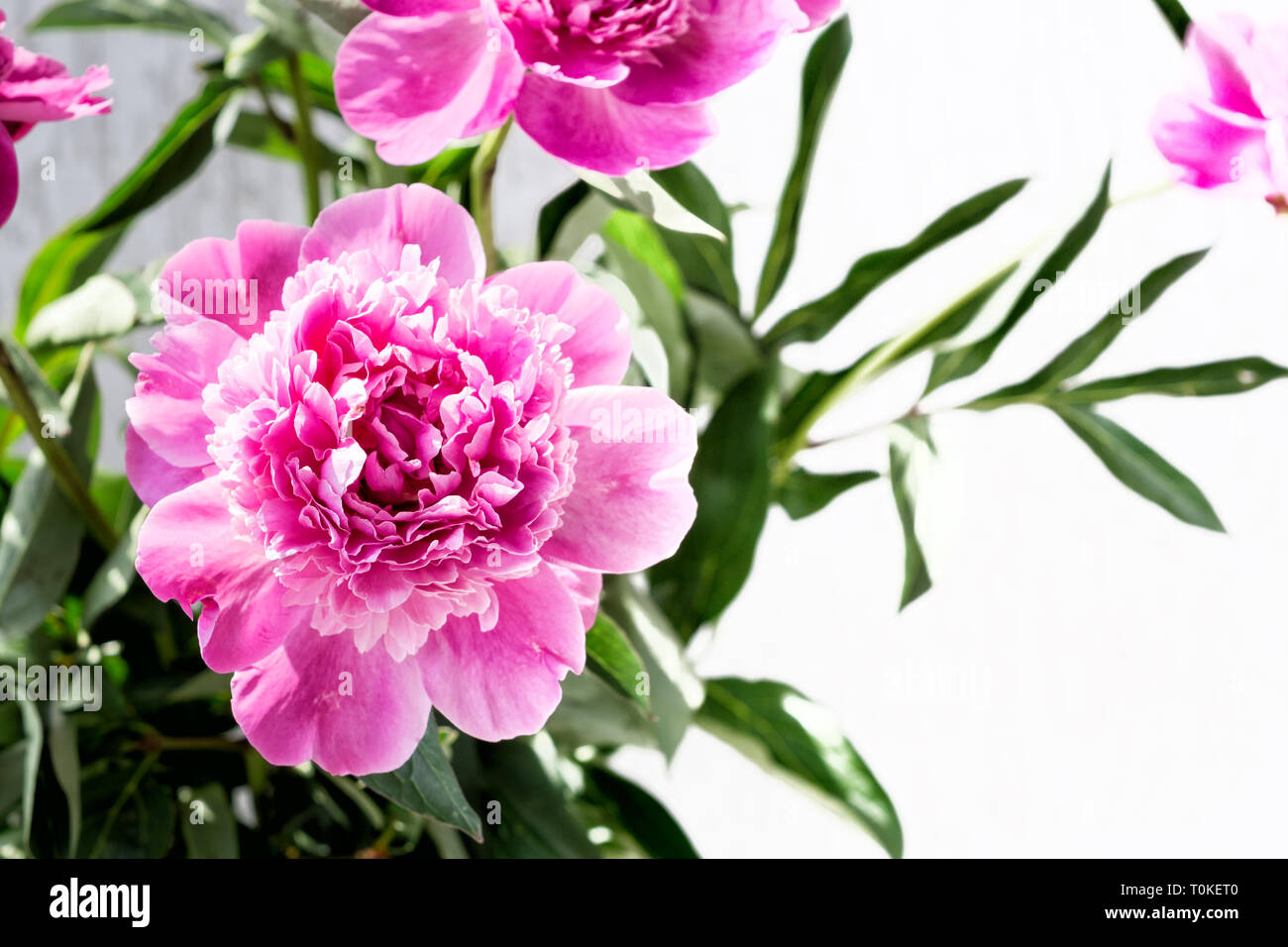 Pink peony flower with copyspace. Floral background. Stock Photo