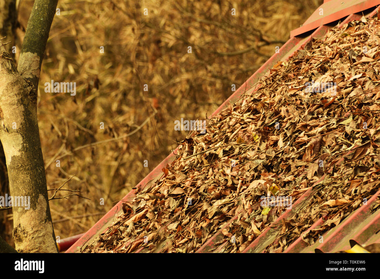 Dry leaves on a house roof during autumn Stock Photo - Alamy