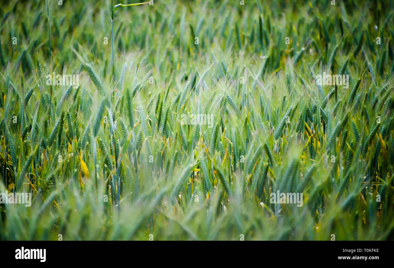 Long wild green grass blowing in the wind Stock Photo