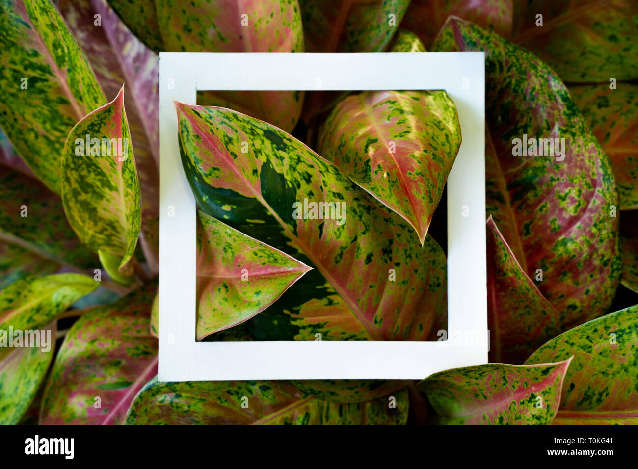 plant pattern tropical leaf background design Stock Photo