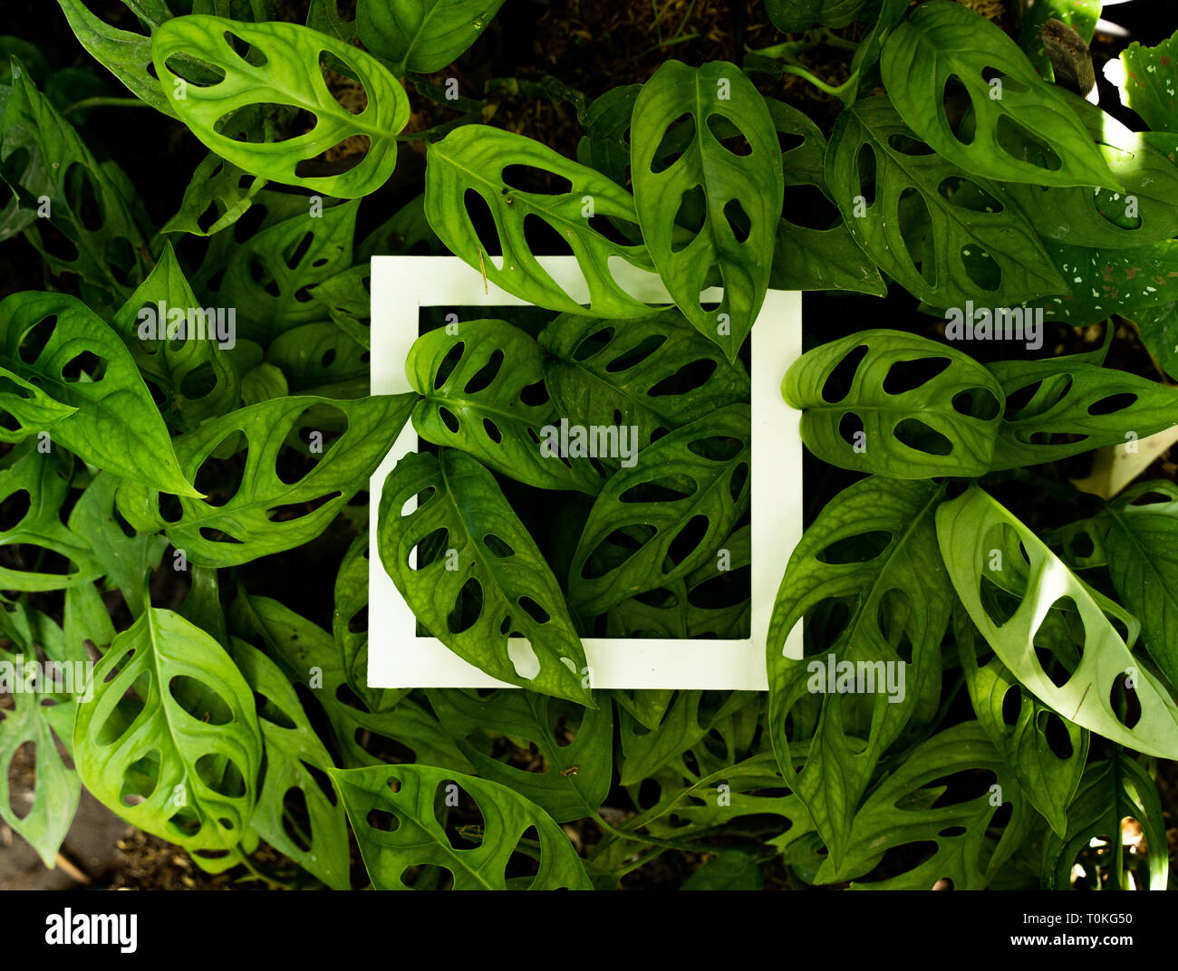 Monstera Adansonii or swiss cheese plant Stock Photo Alamy