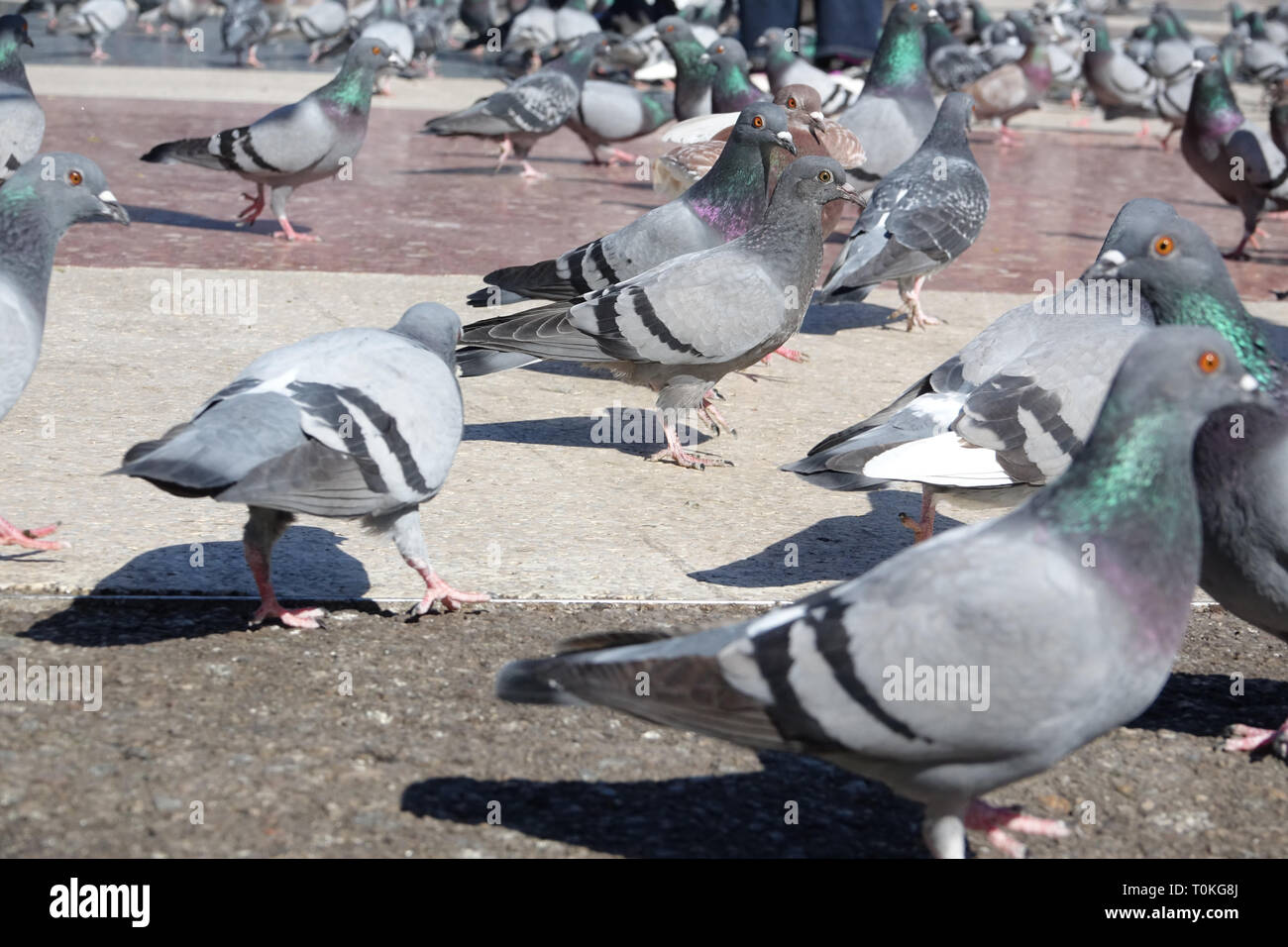 Many street pigeons at Plaza de Cataluna in Barcelona, Spain Stock Photo