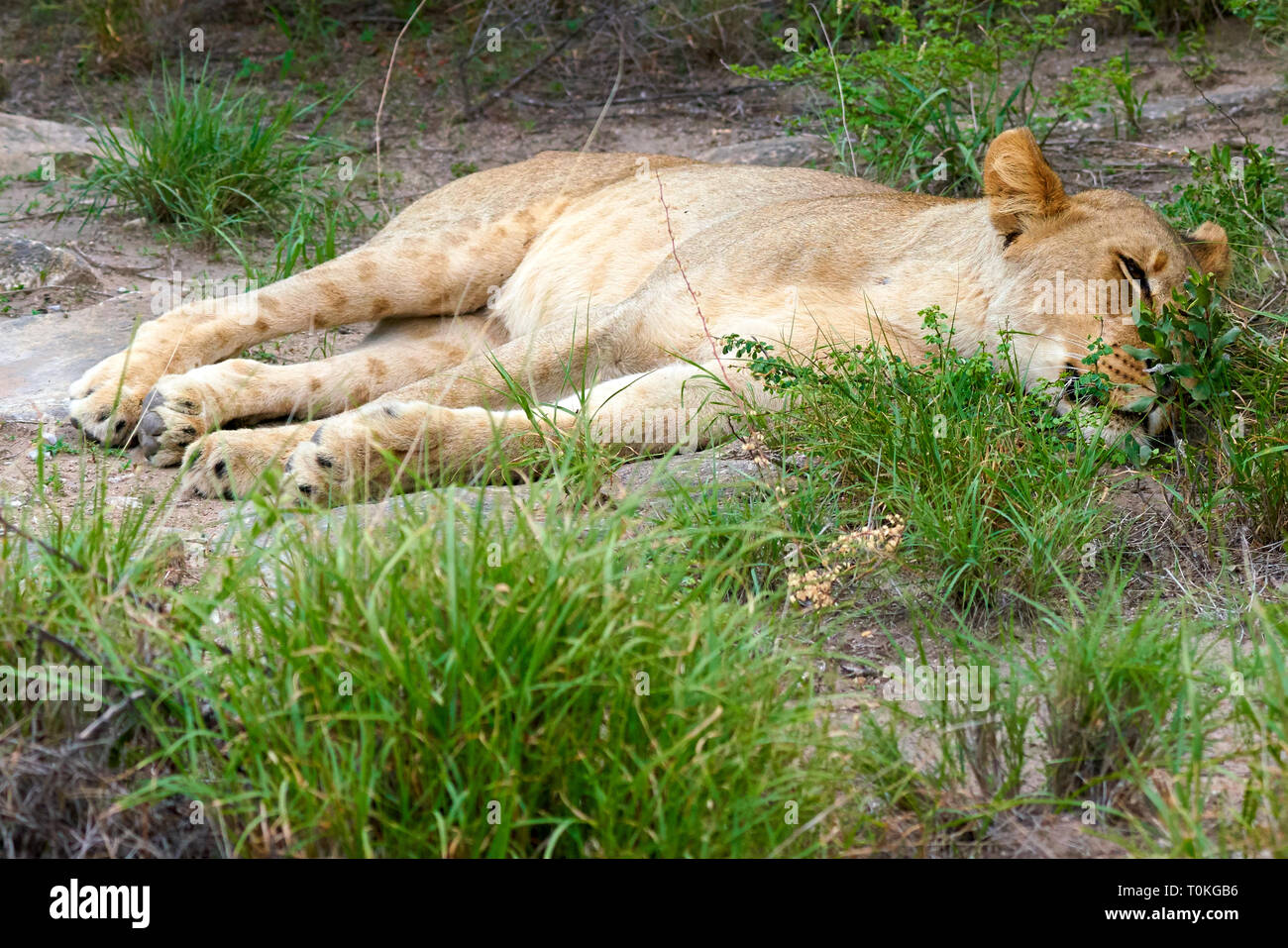 African animal, Lion, Zebra, Wildebeest, Elephant, Calves, Giraffe