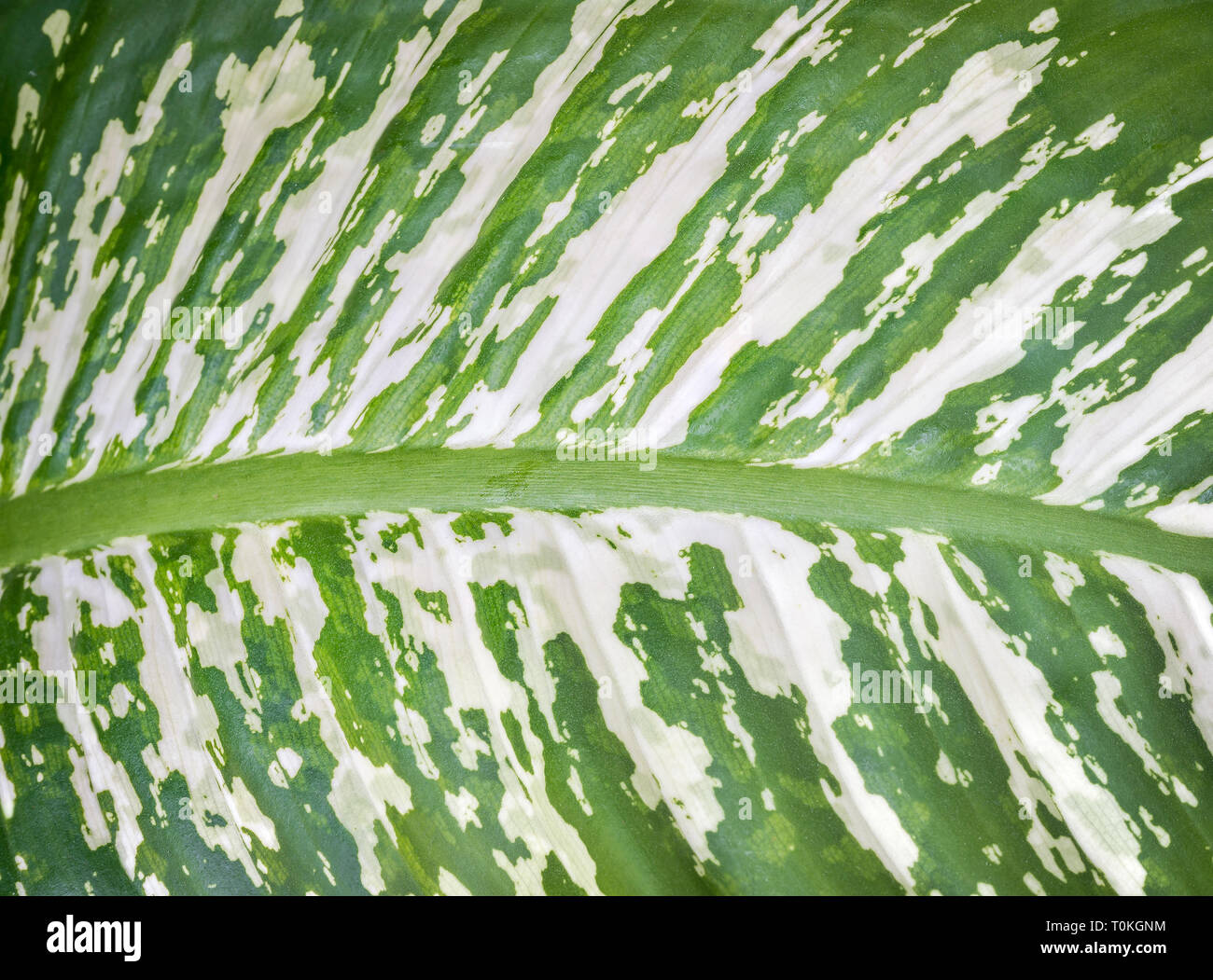 Diphenbachia Latin Dieffenbachia is a genus of tropical flowers from a family of Latin Araceae latrines known for the appearance of leaves Stock Photo