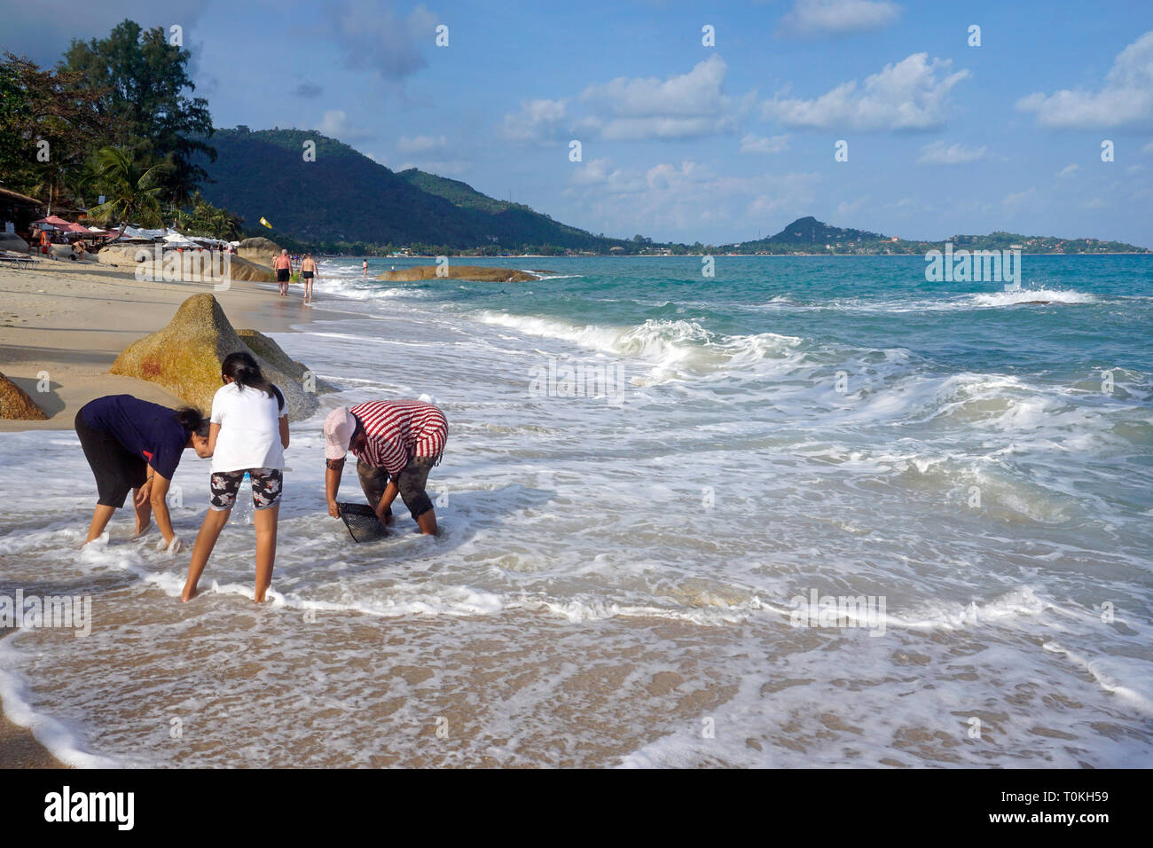 Thai women digging for mussels at the beach, Lamai Beach, Koh Samui, Gulf of Thailand, Thailand Stock Photo