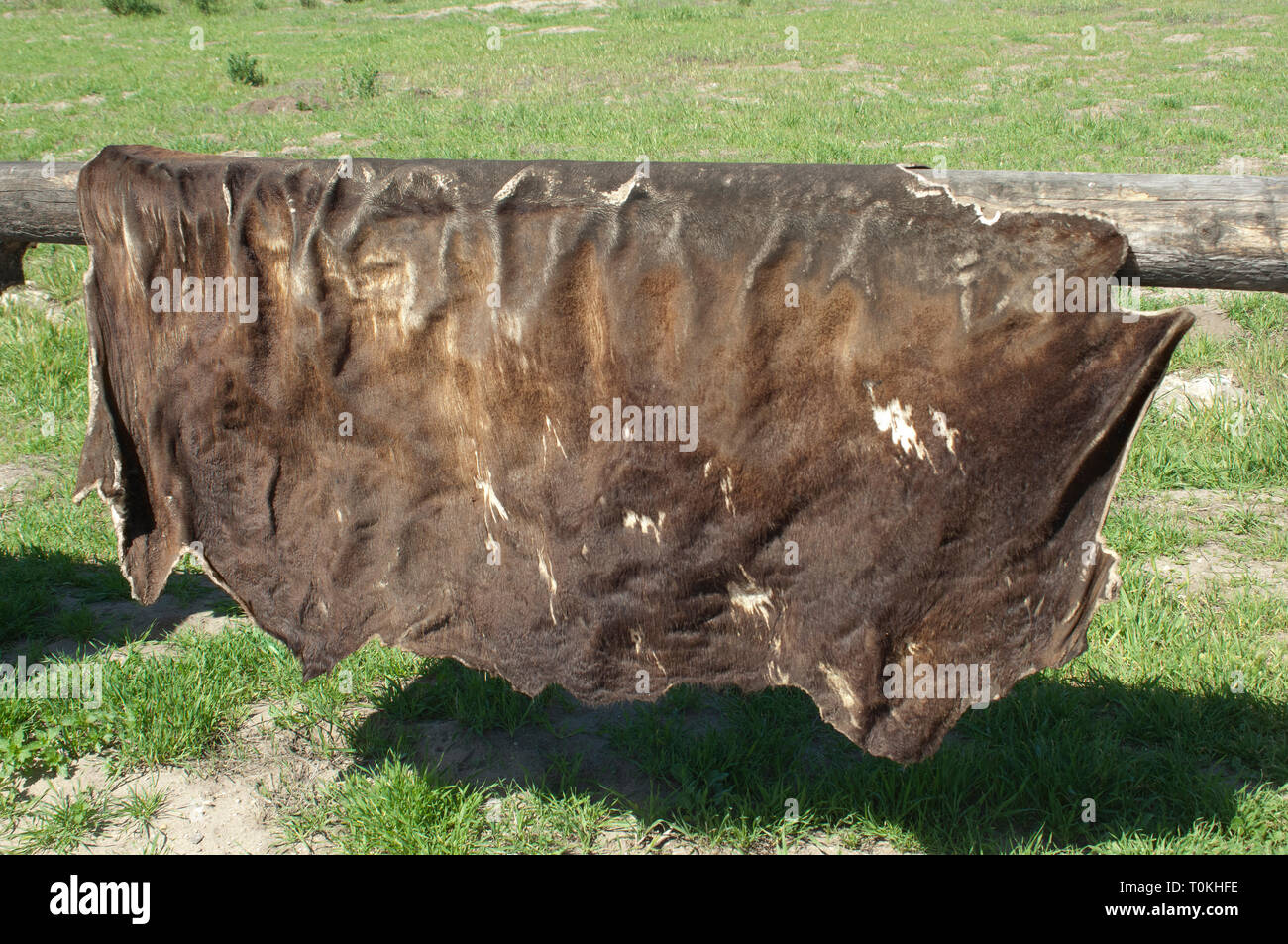 Cowhide drying at La Purisima Mission near Lompoc CA. Digital