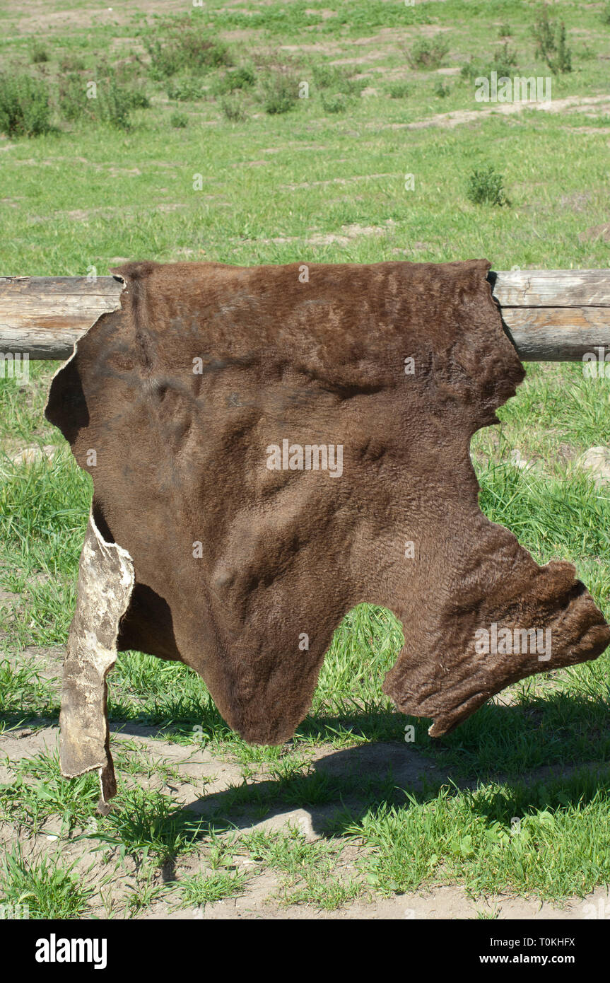 Cowhide drying at La Purisima Mission near Lompoc CA. Digital