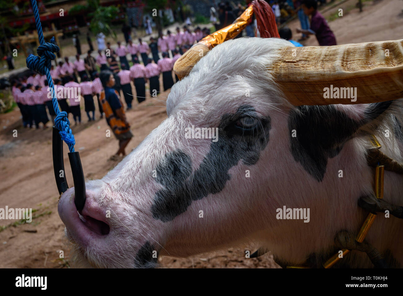 Residents are seen performing the ma'badong dance during the Rambu Solo ritual in Tana Toraja District, South Sulawesi. Rambu Solo is a funeral procession for the Tana Toraja community to honour their ancestors. The procession consists of several event arrangements and lasts for several days. Stock Photo