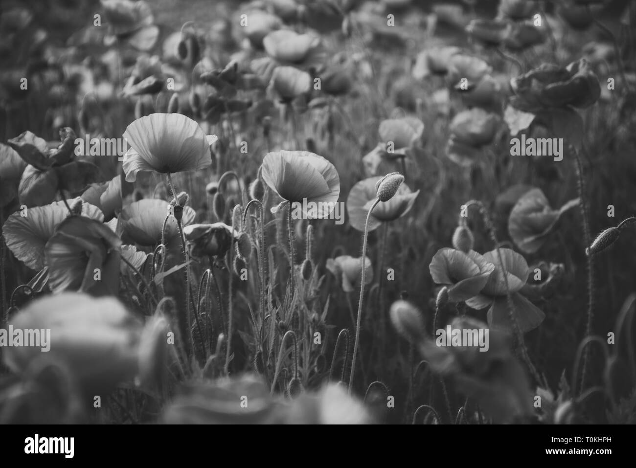 Opium poppies Black and White Stock Photos & Images - Alamy