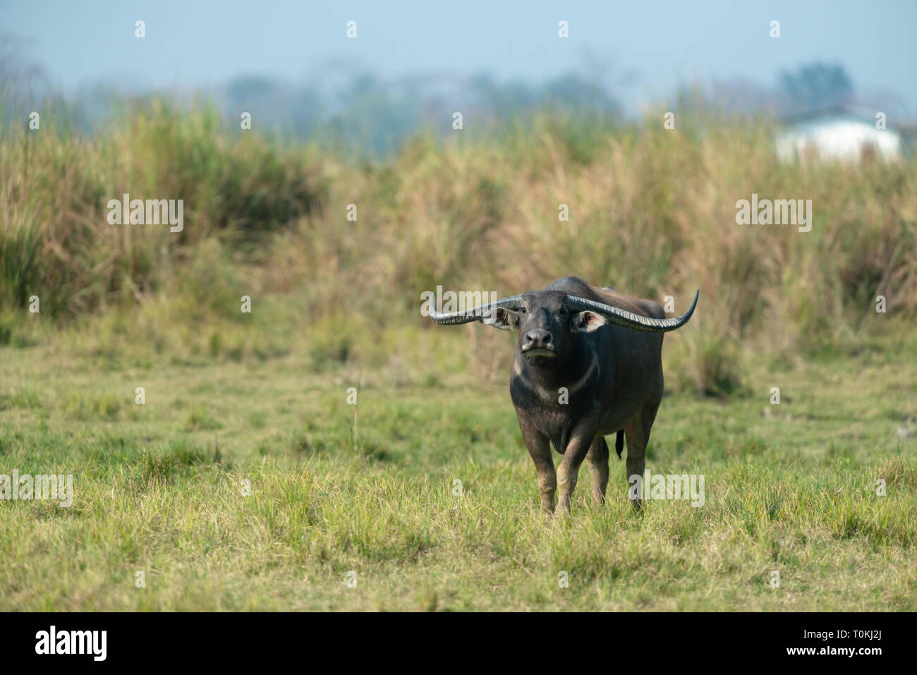 Aggressive Wild Water Buffalo at kazhiranga National park, Assam
