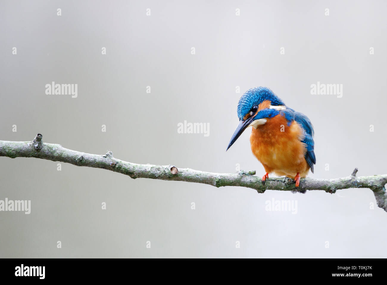 Common kingfisher, Alcedo atthis, perched on the branch Stock Photo