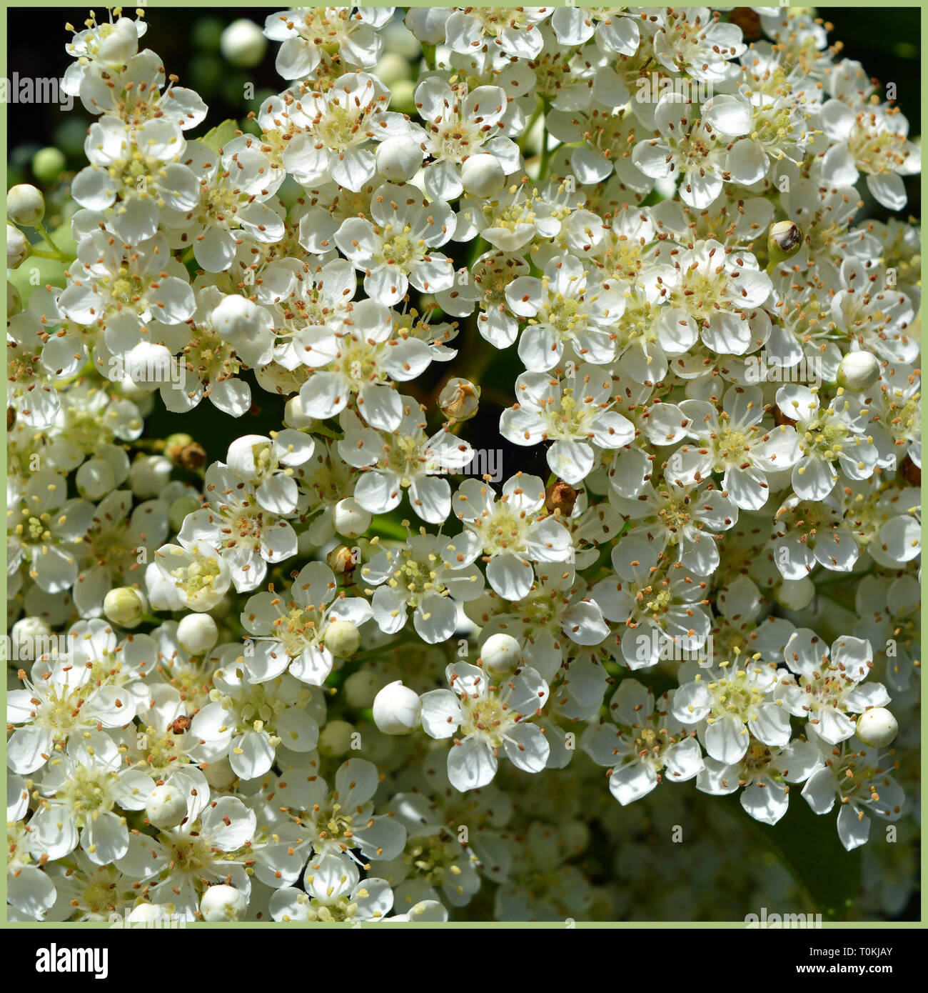 Closeup of perfect white hawthorn buds and blossoms well lit by sunshine. Stock Photo