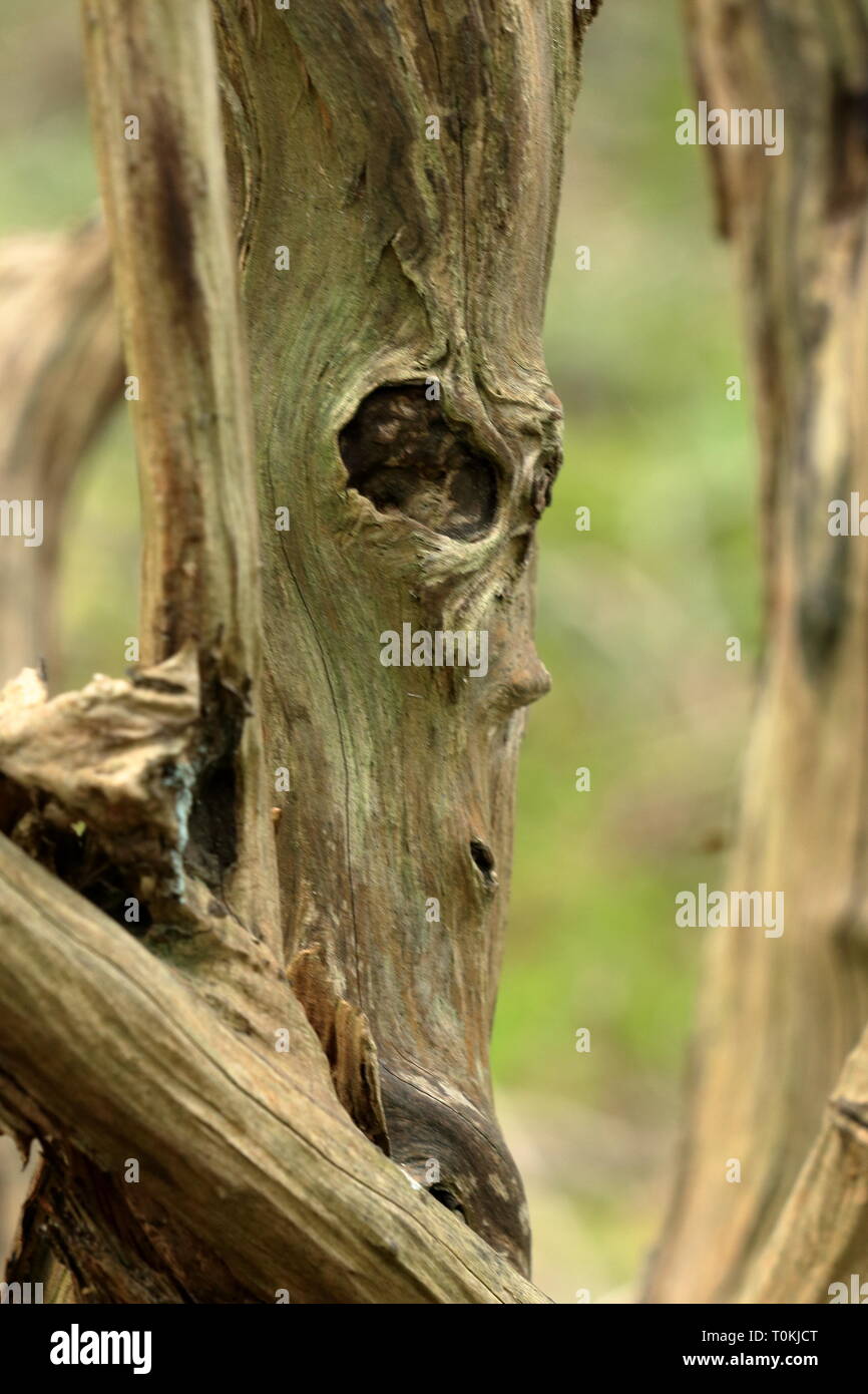 A small tree trunk that has the appearance of a whistling face Stock Photo