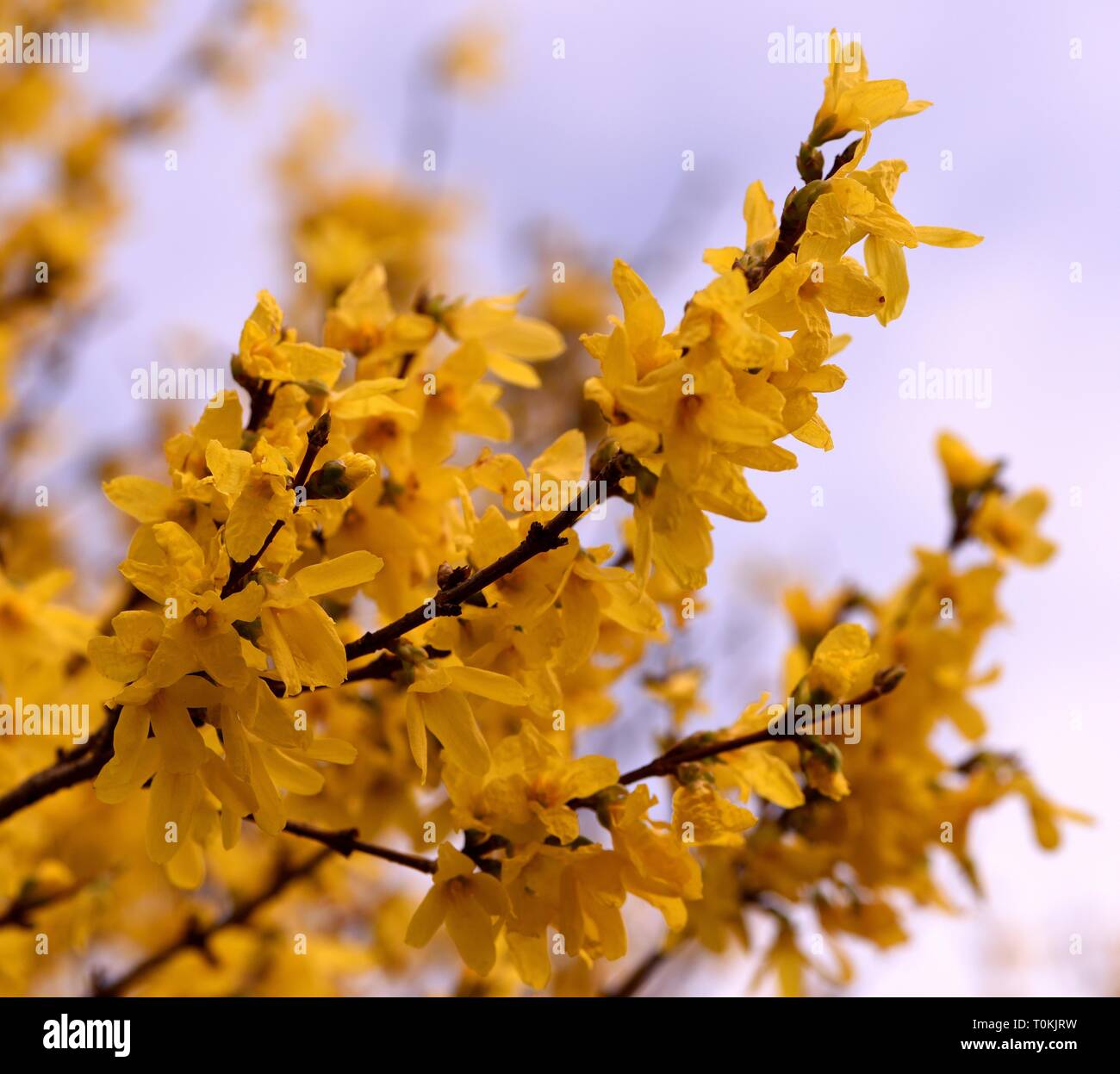 Closeup of Forsythia flowers. Stock Photo