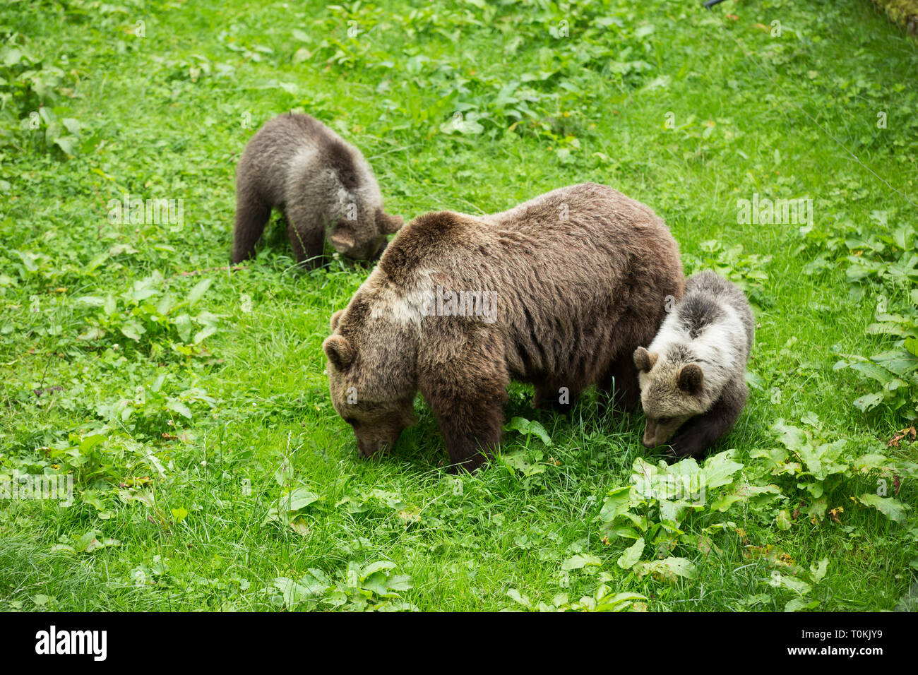 Female Brown Bear with Cubs Grazing in Green Nature Reserve in Summer ...