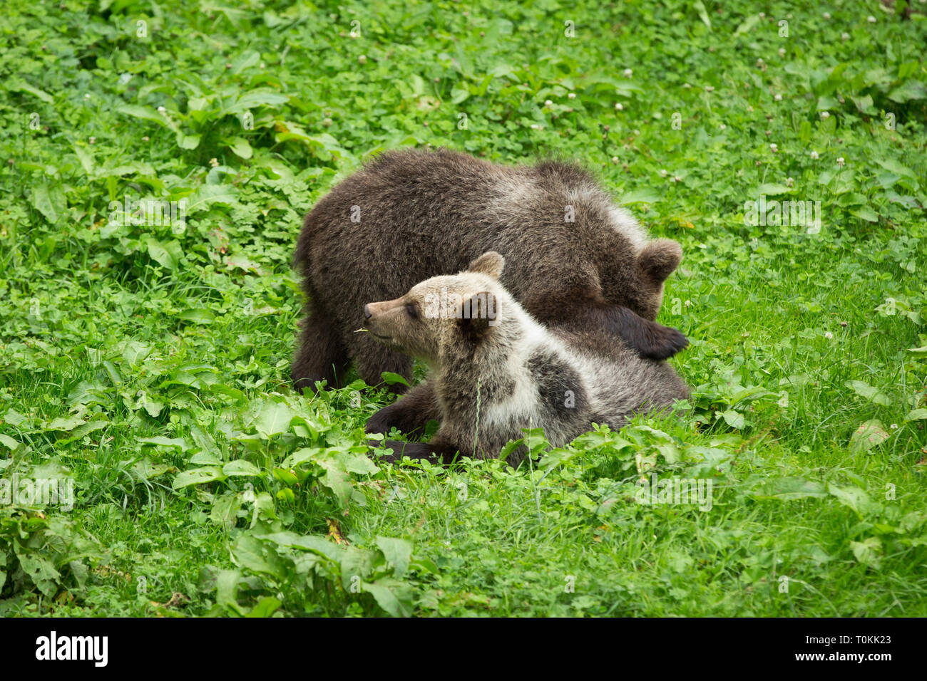brown-bear-cubs-playing-in-green-nature-reserve-in-summer-stock-photo