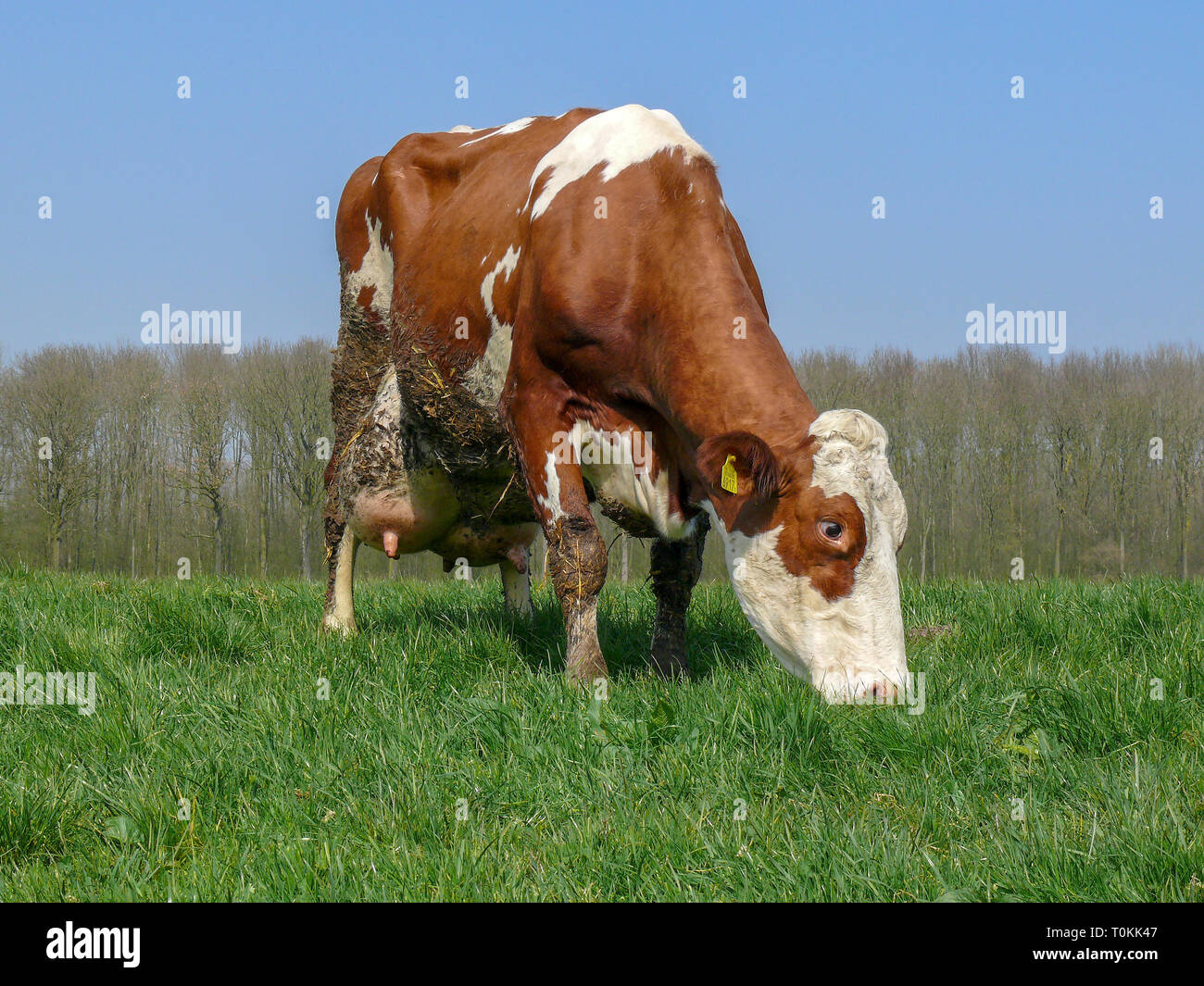 Red and white cow, with big full udders, dirty with straw and manure, breed of cattle Holstein Frisian standing a pasture, with at the background a ro Stock Photo