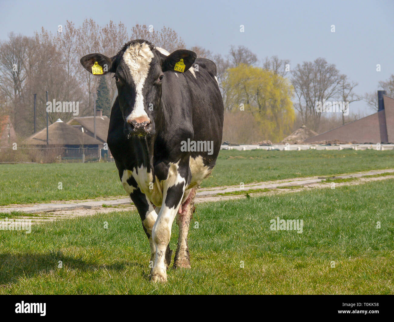 Young black and white cow walking in pasture with a farm and haystack in the background. Stock Photo