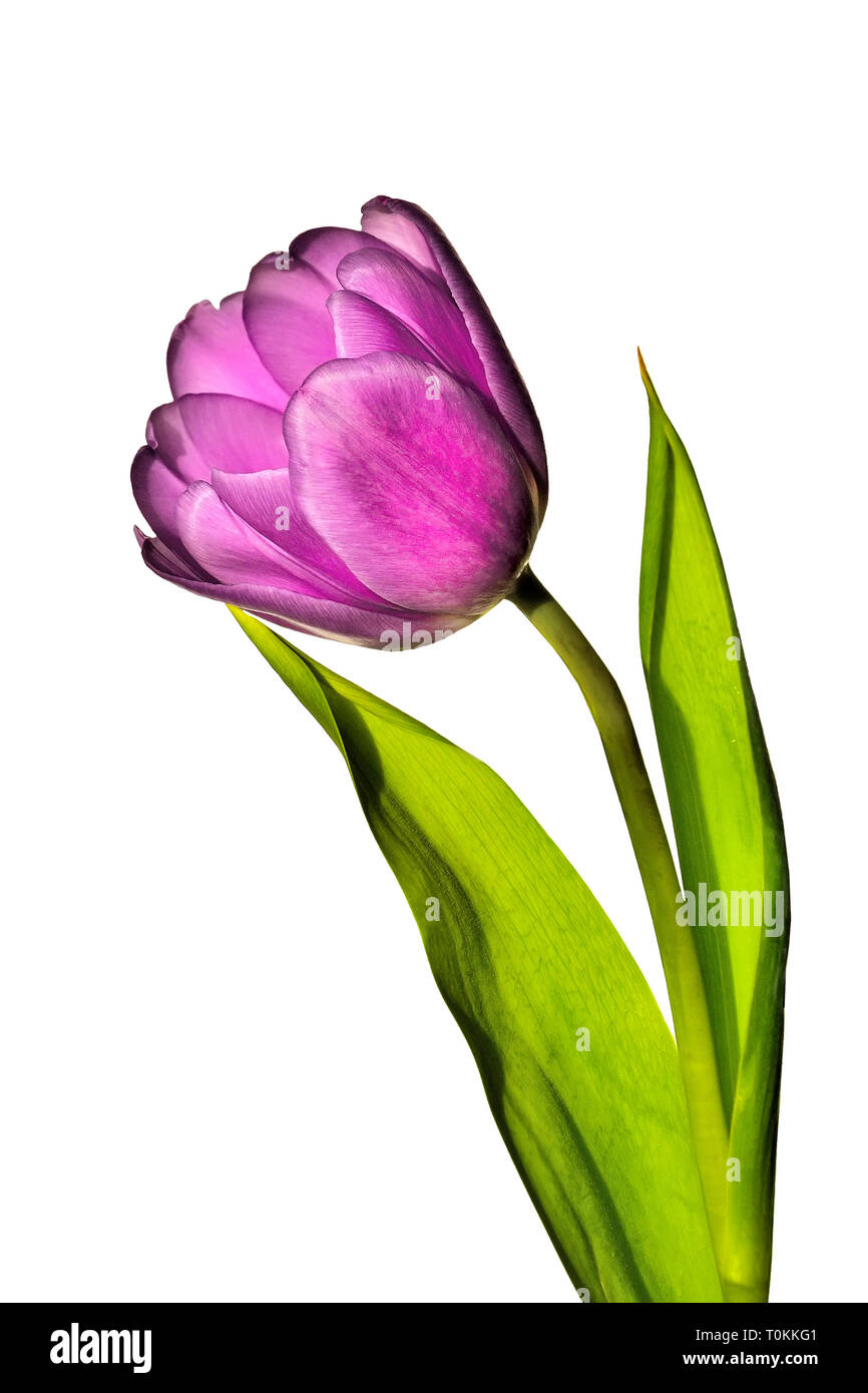 Single elegant purple tulip flower with green leaves close up, isolated on white background. Beautiful  object for spring design Stock Photo