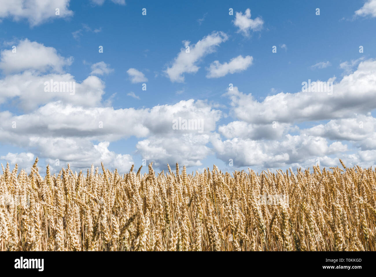 Golden wheat field under blue sky with white clouds Stock Photo - Alamy
